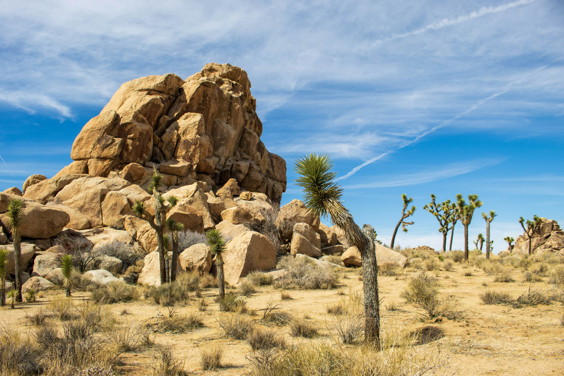 A photo of a large rock surrounded by Joshua Trees.